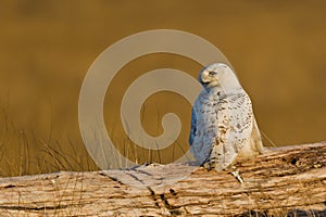 Snowy Owl (Bubo scandiacus). photo